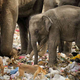 elephant forage